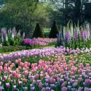 Yard full of pink & purple tulips